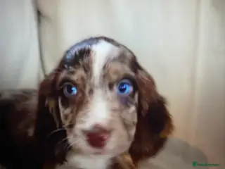 Cocker Spaniel dogs Beautiful letter of working Cocker spaniel’s - Advert 11