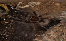 Tarantulas invertebrates for sale: 4 x Goliath Birdeaters For Sale  - Image 2