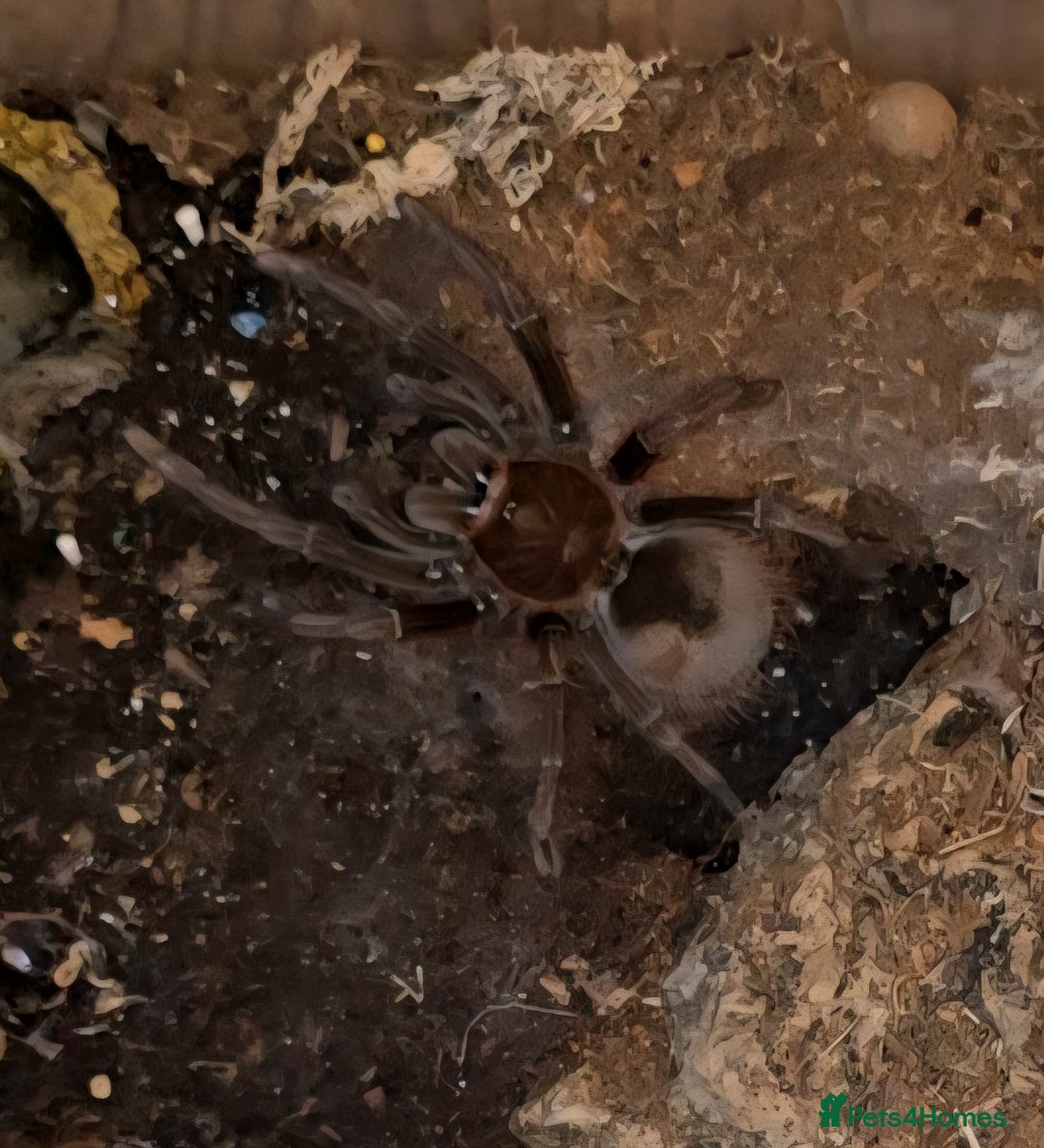 Tarantulas invertebrates for sale: 4 x Goliath Birdeaters For Sale  - Image 2