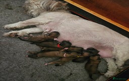 Lhasa Apso dogs for sale: Lovely pedigree puppys - Image 23