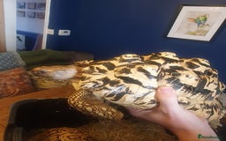 Tortoise reptiles for sale: Large female leopard tortoise - Image 4