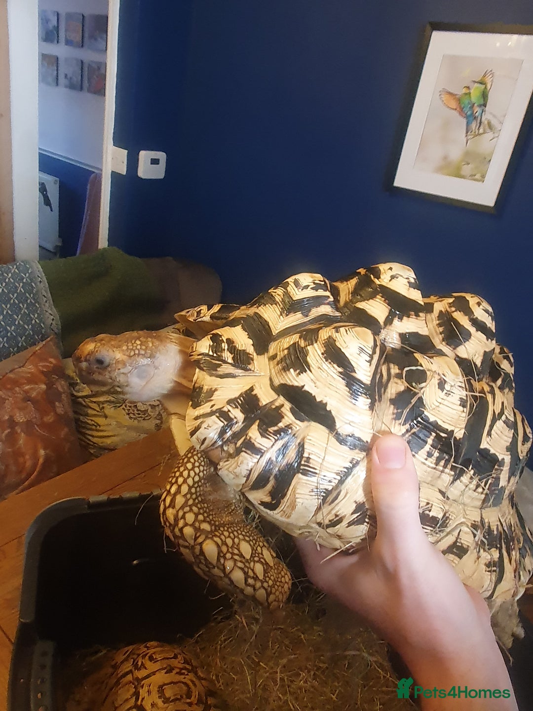 Tortoise reptiles for sale: Large female leopard tortoise - Image 4
