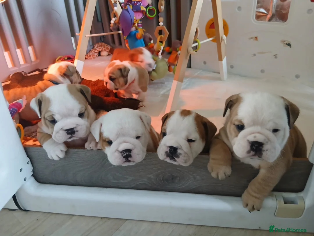 English Bulldog dogs for sale: English Bulldogs - Advert 2