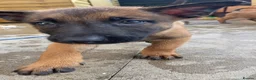 Belgian Shepherd Dog dogs for sale: Belgian Malinois Puppies - Advert 12