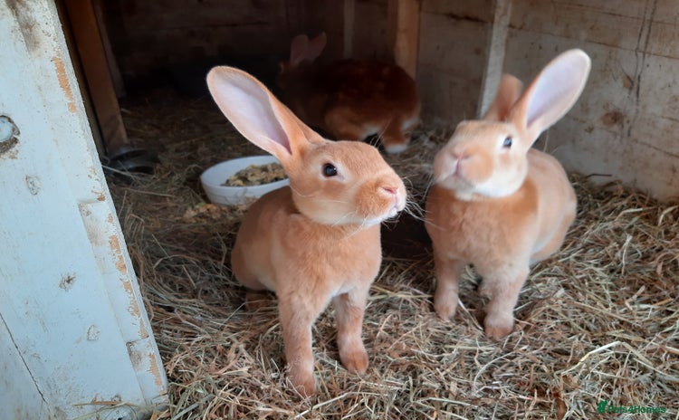 Rex rabbits for sale - Advert 1
