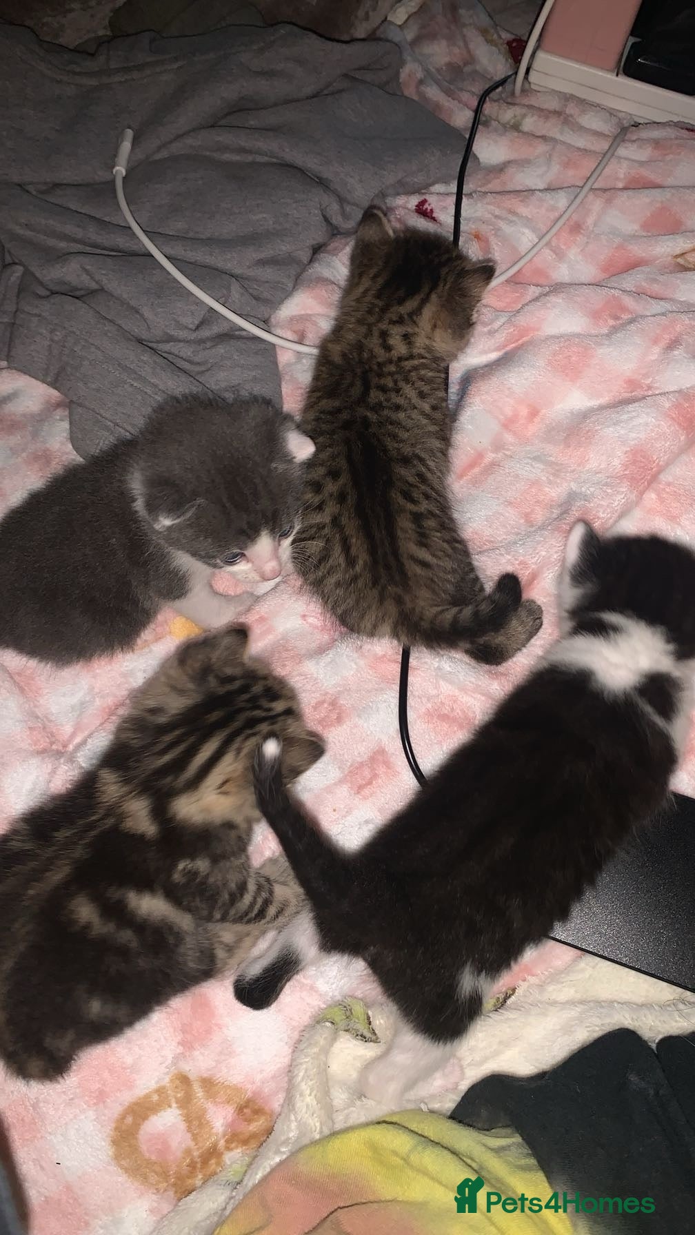 Mixed Breed cats Kittens  - Advert 1