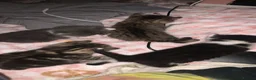Mixed Breed cats for sale: Kittens  in Manchester - Advert 1