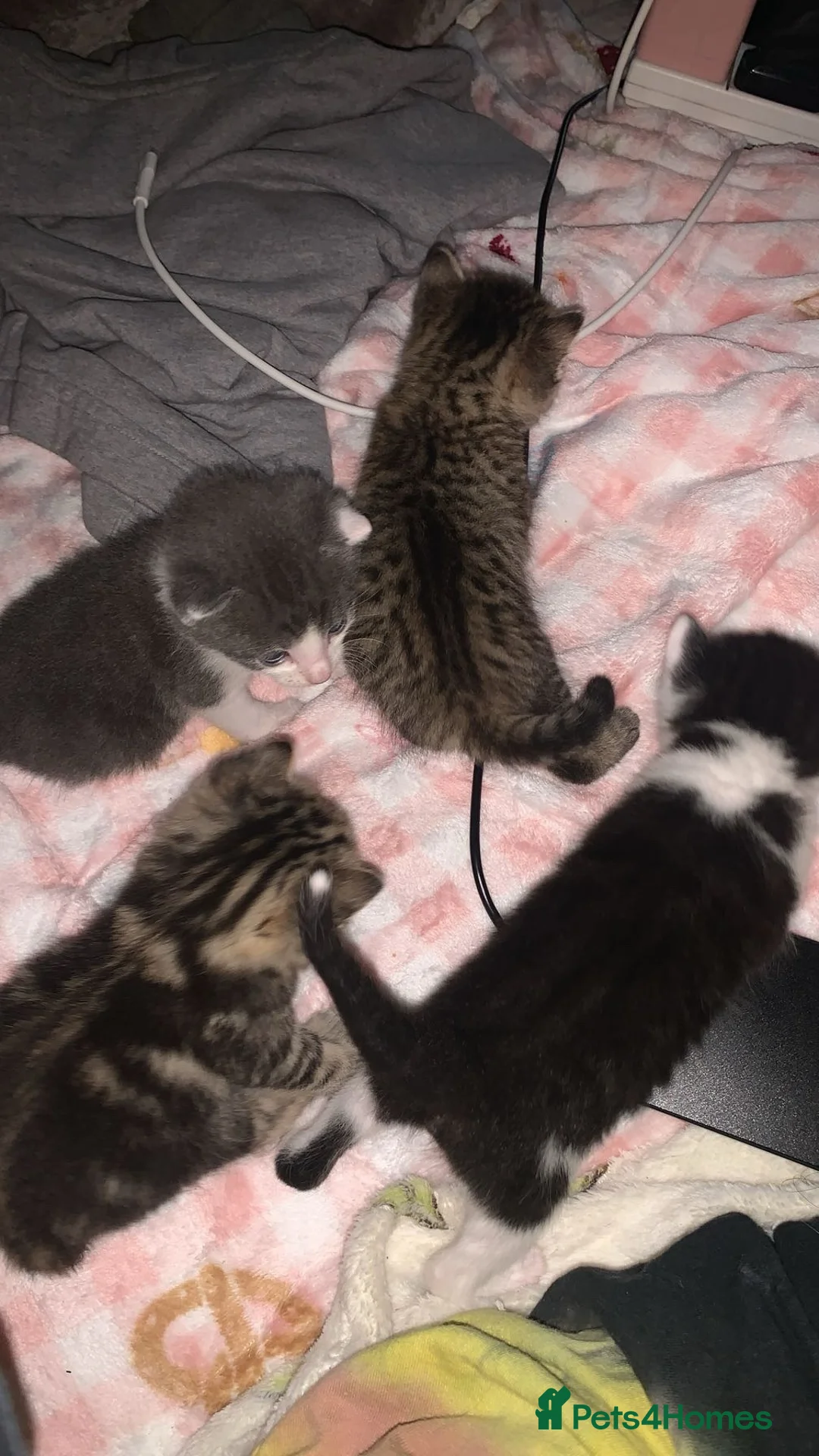 Mixed Breed cats for sale: Kittens  in Manchester - Advert 1