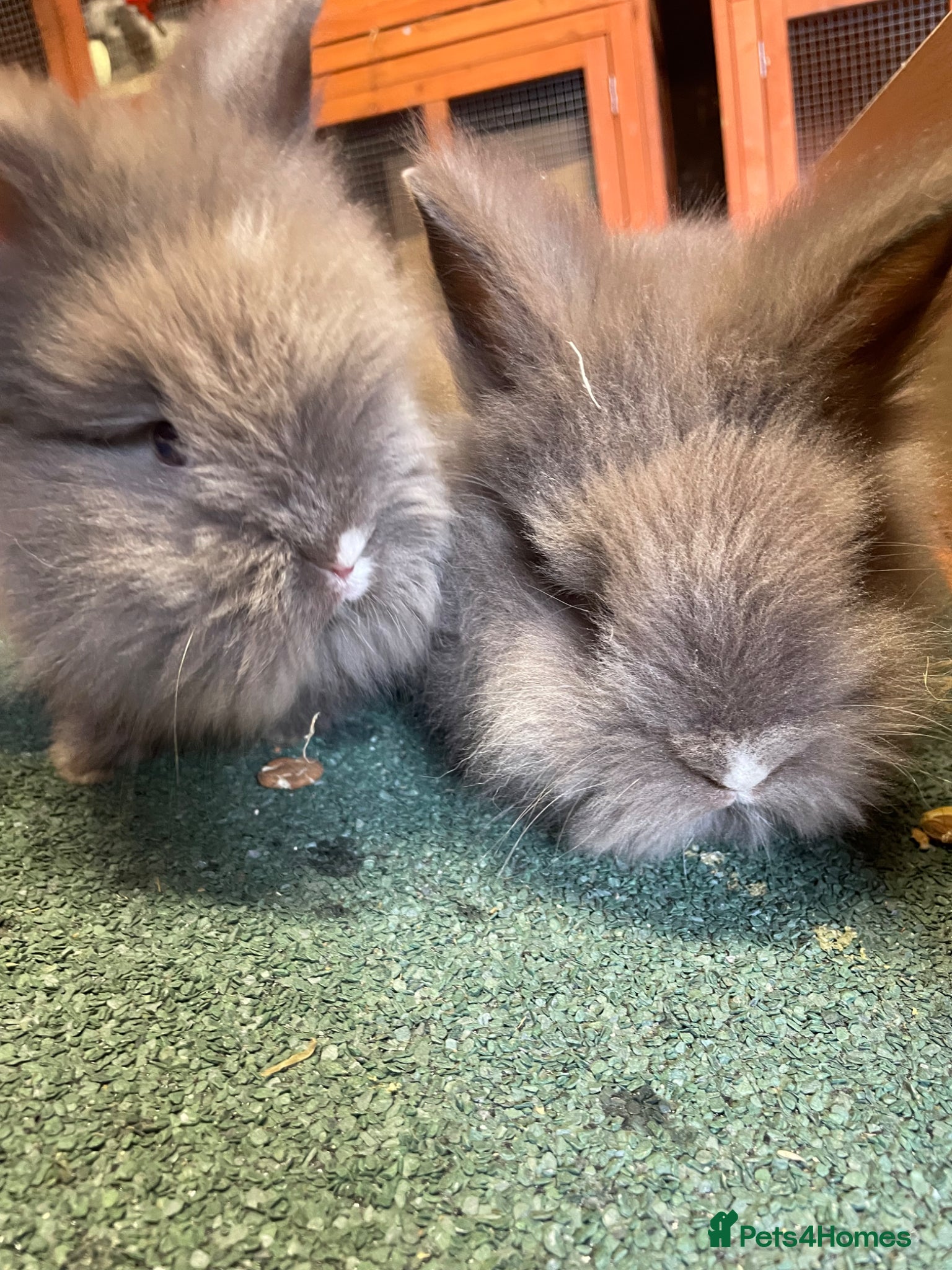 Lionhead rabbits for sale: Beautiful Baby Lionhead Bunnies  - Advert 7