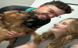 Mixed Breed dogs for sale: ❤️Loving Home Wanted for our Beloved Diego❤️ - Image 9