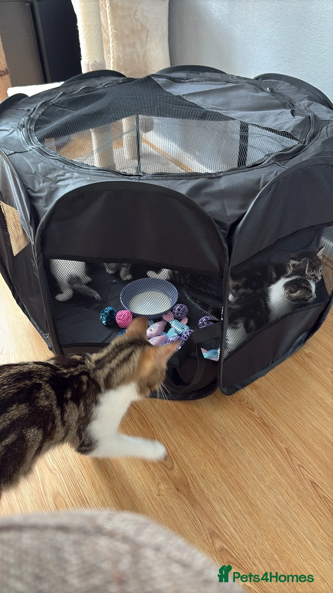 Mixed Breed cats for sale: 4 kittens are up for sale  in Milton Keynes - Advert 2