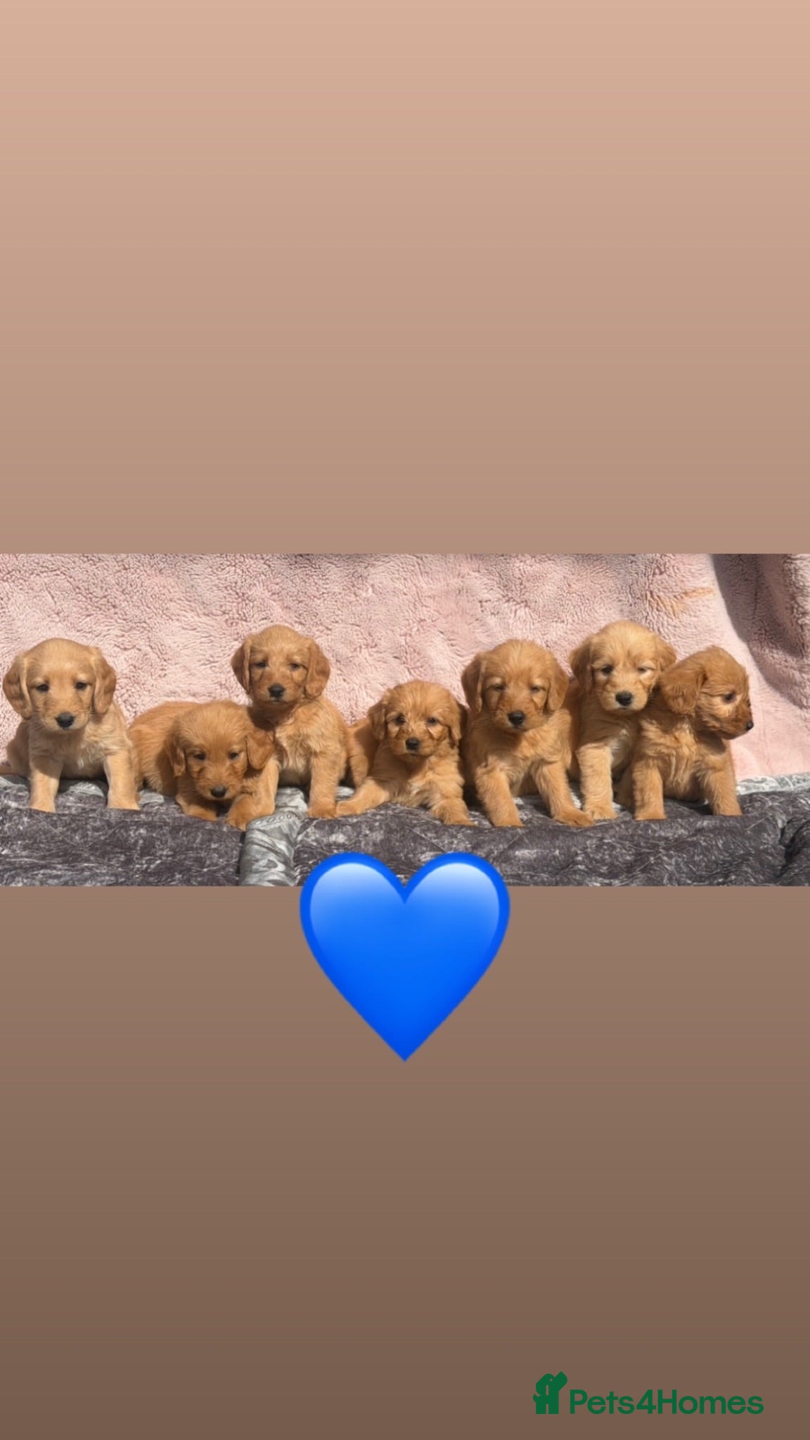 Labradoodle dogs Beautiful F1 Miniature Labradoodles.  - Advert 1