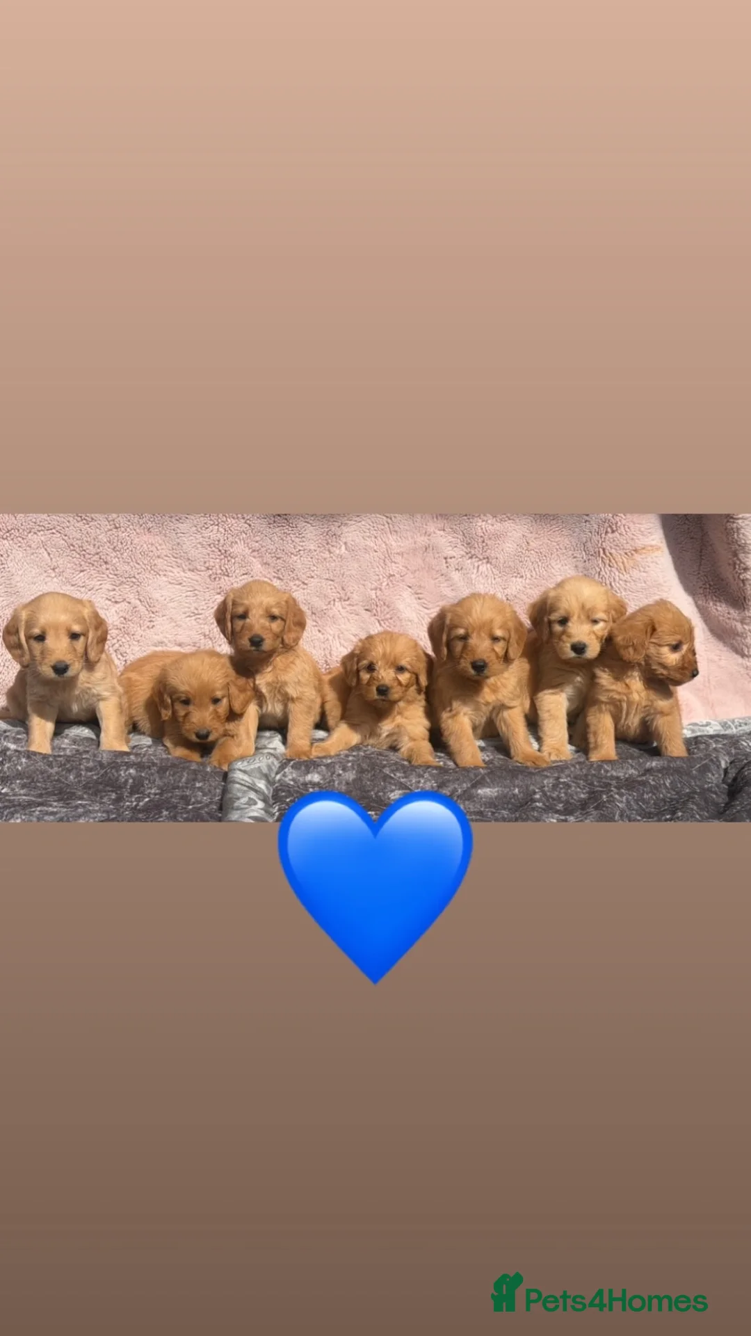Labradoodle dogs for sale: Beautiful F1 Miniature Labradoodles.  - Advert 1