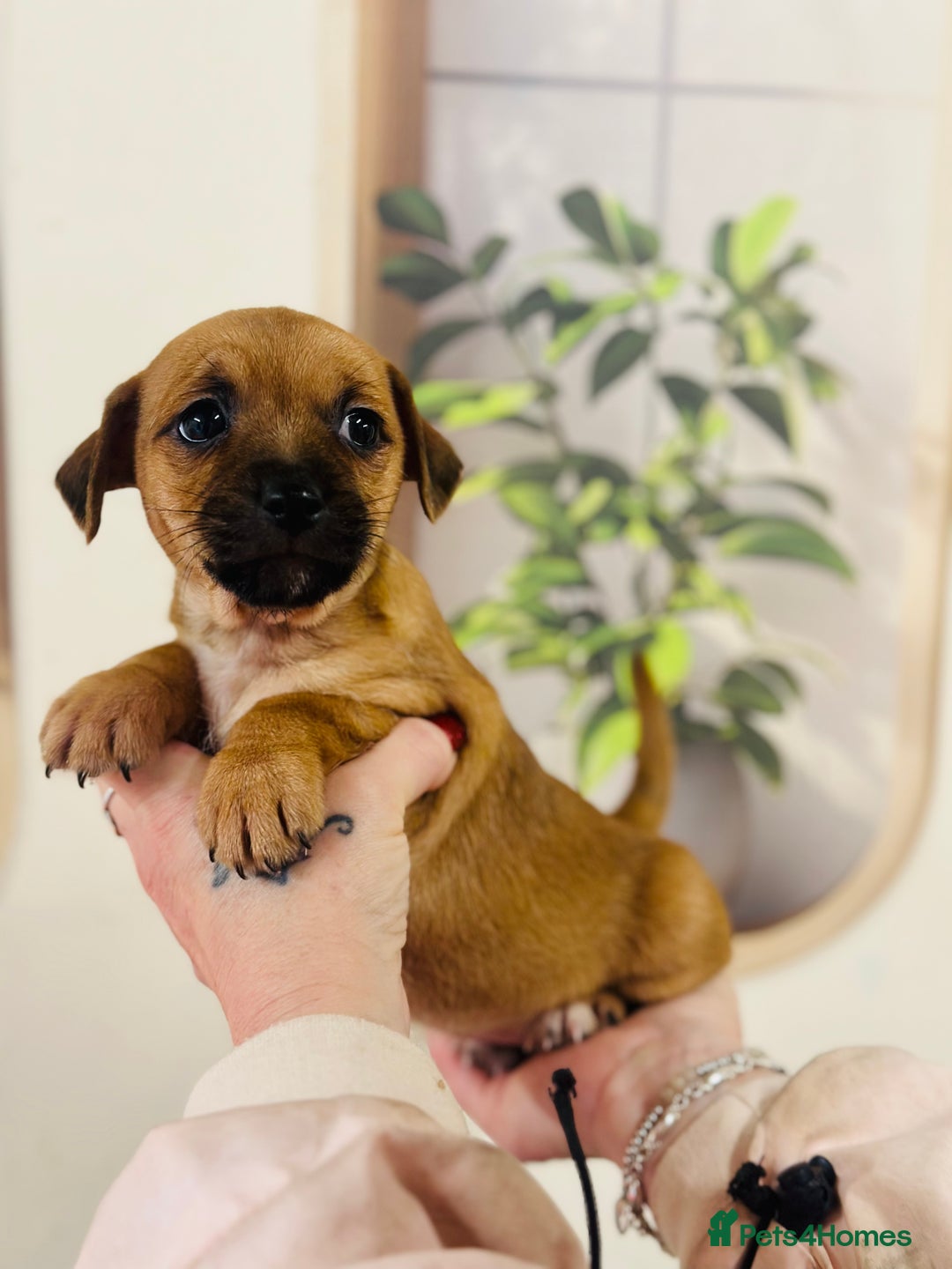 Jack Russell dogs for sale: Fine examples of jr pups 🐶  - Advert 3