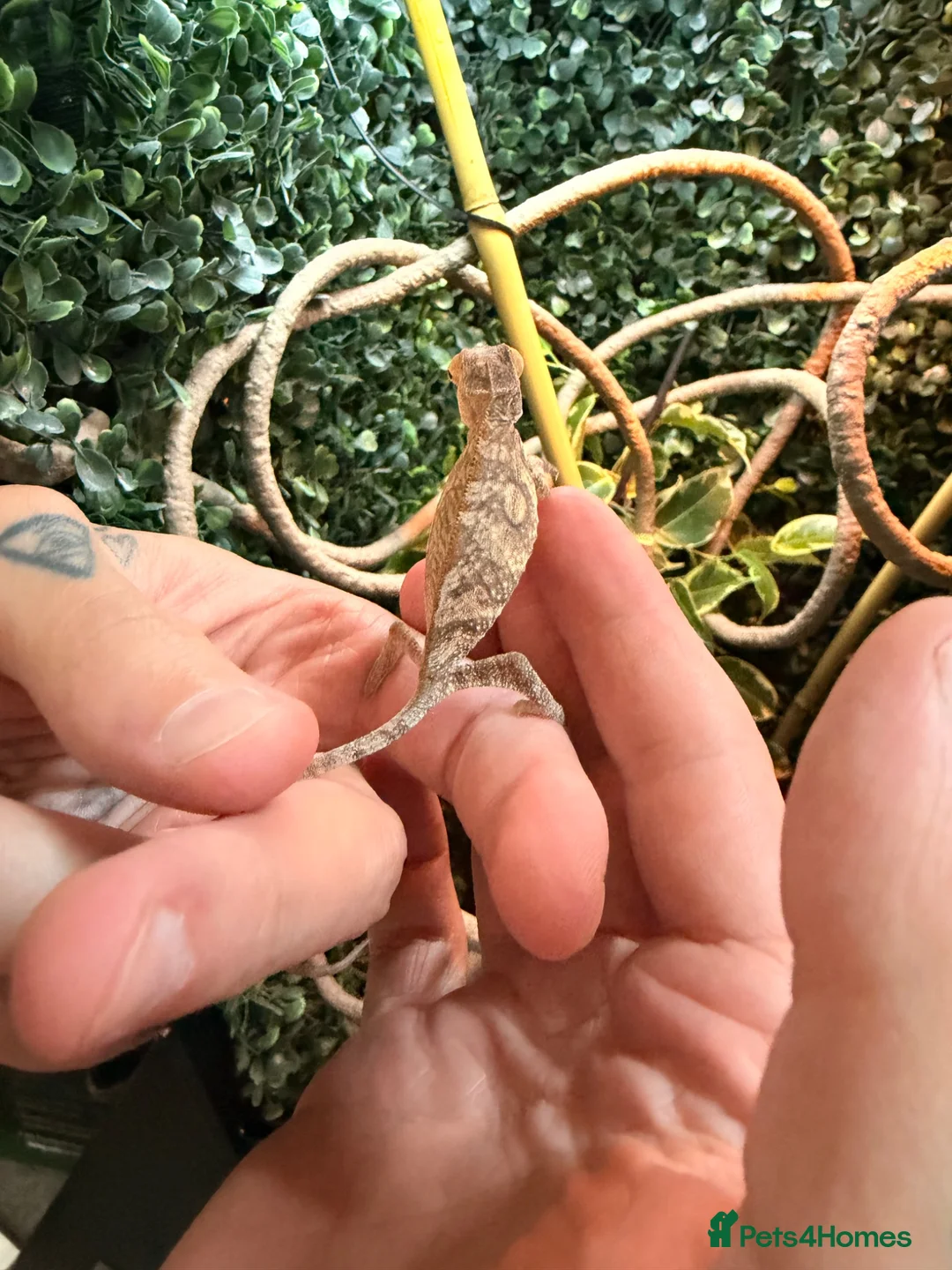 Chameleon reptiles for sale: Female sambava panther chameleon  - Advert 3