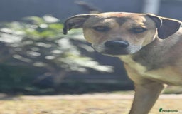 Mixed Breed dogs for adoption: Meet Milo: A Sensitive, Playful Companion - Image 2