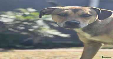 Mixed Breed dogs - Advert 13