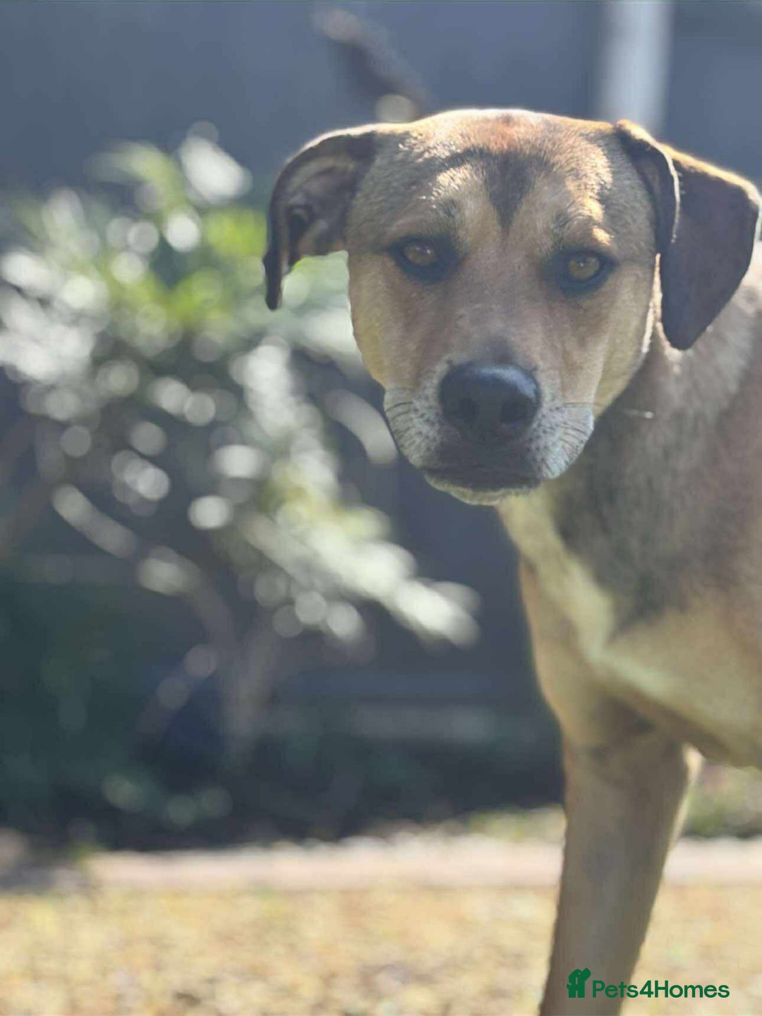 Mixed Breed dogs for adoption: Meet Milo: A Sensitive, Playful Companion - Image 2