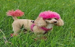 Miniature Poodle dogs for sale: Beautiful Miniature poodles - Image 5
