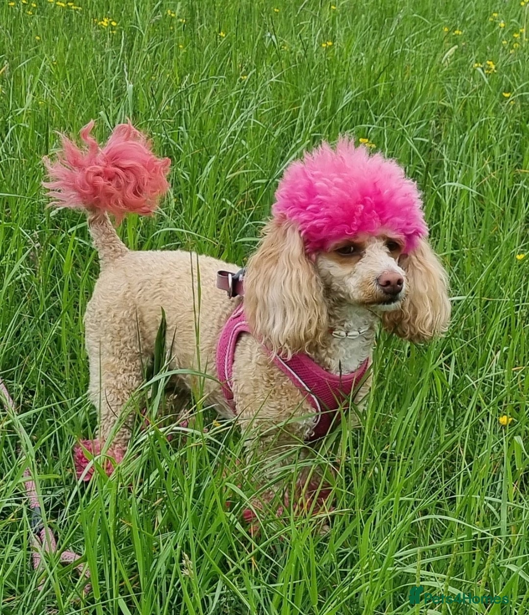 Miniature Poodle dogs for sale: Beautiful Miniature poodles - Image 5