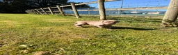 Cane Corso dogs for sale: 5 Towns Corsos Spring litter  - Advert 19