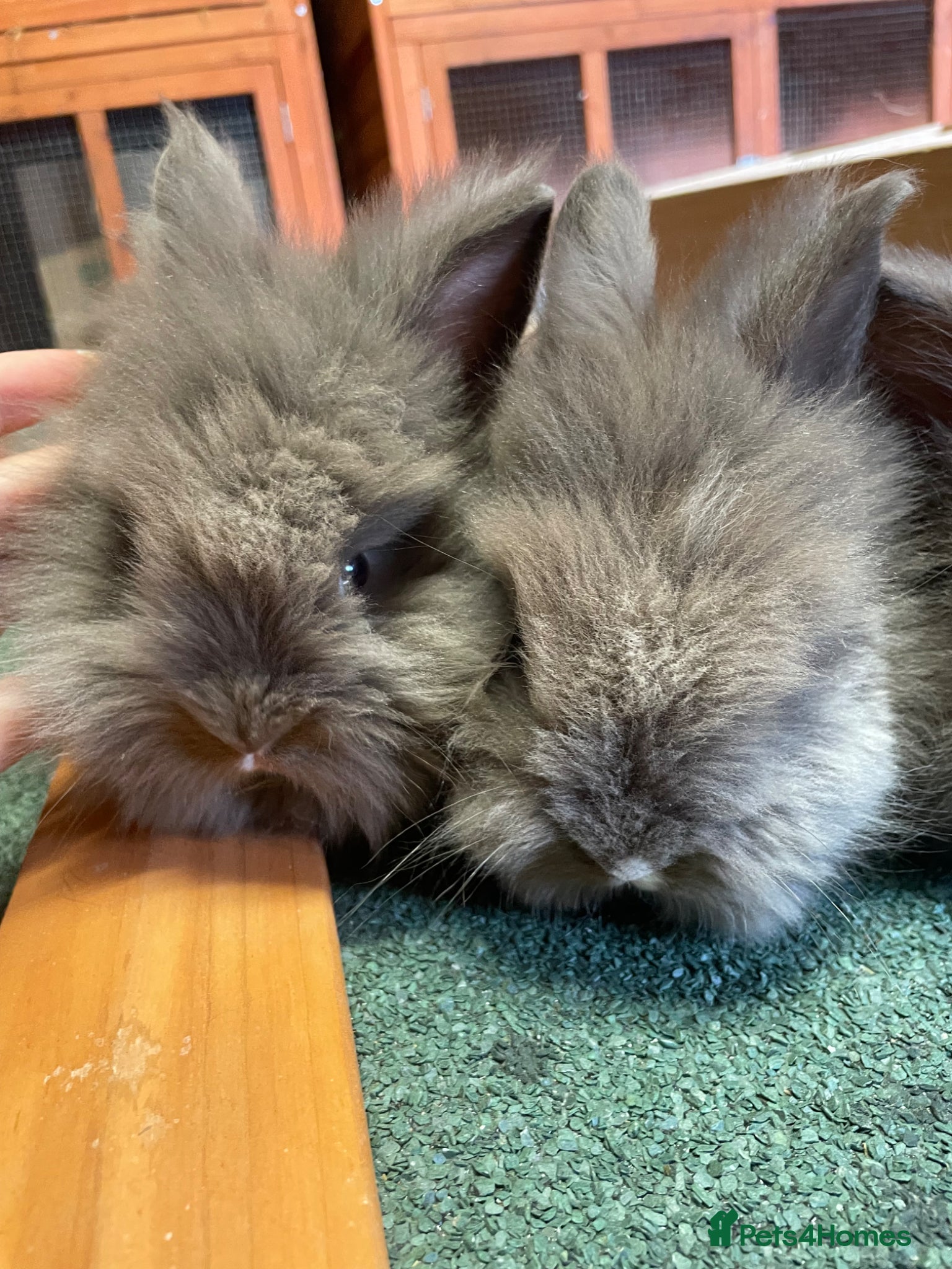 Lionhead rabbits for sale: Beautiful Baby Lionhead Bunnies  - Advert 9