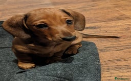 Miniature Dachshund dogs for sale: smooth miniature dachshund   - Advert 11