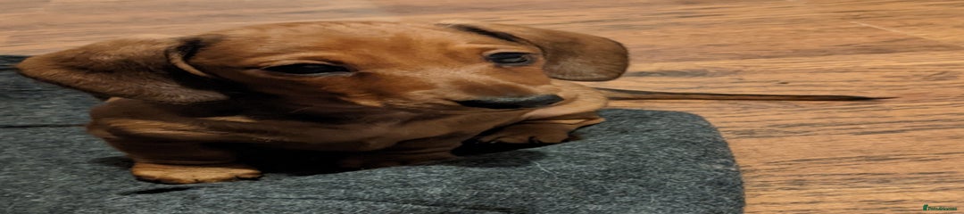 Miniature Dachshund Puppy 2