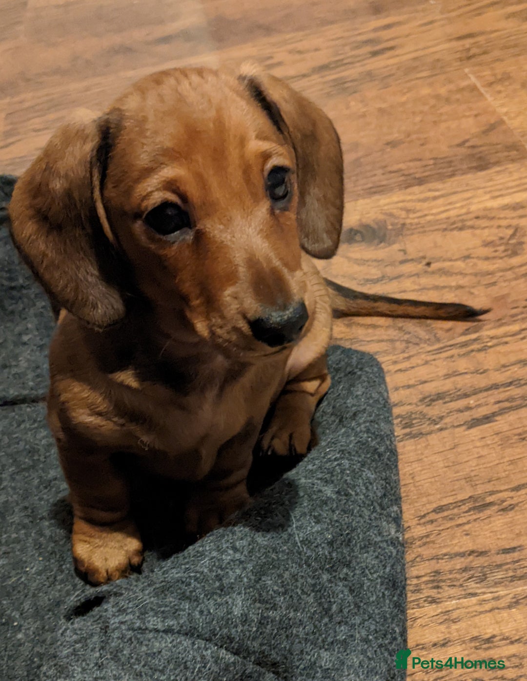Miniature Dachshund dogs for sale: smooth miniature dachshund   - Advert 11
