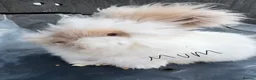 Angora rabbits for sale: Full faced Male Angora babies  - Advert 7