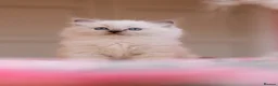 Ragdoll cats for sale: Beautiful Ragdoll Kittens – Male & Female - Advert 4