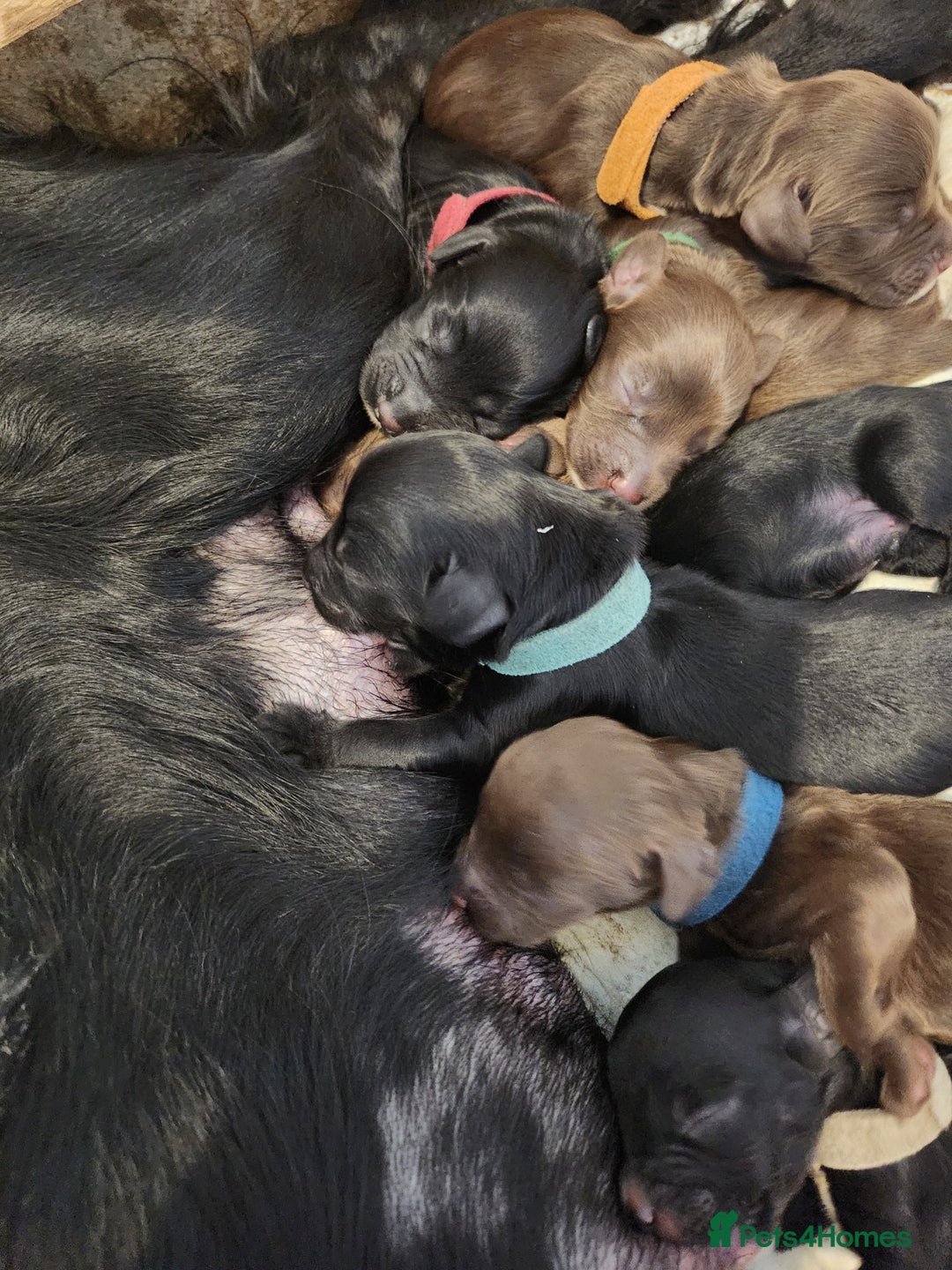 Cocker Spaniel dogs for sale: Cocker Spaniel Puppies (Leave December 1st🎄🐕💖) - Image 6