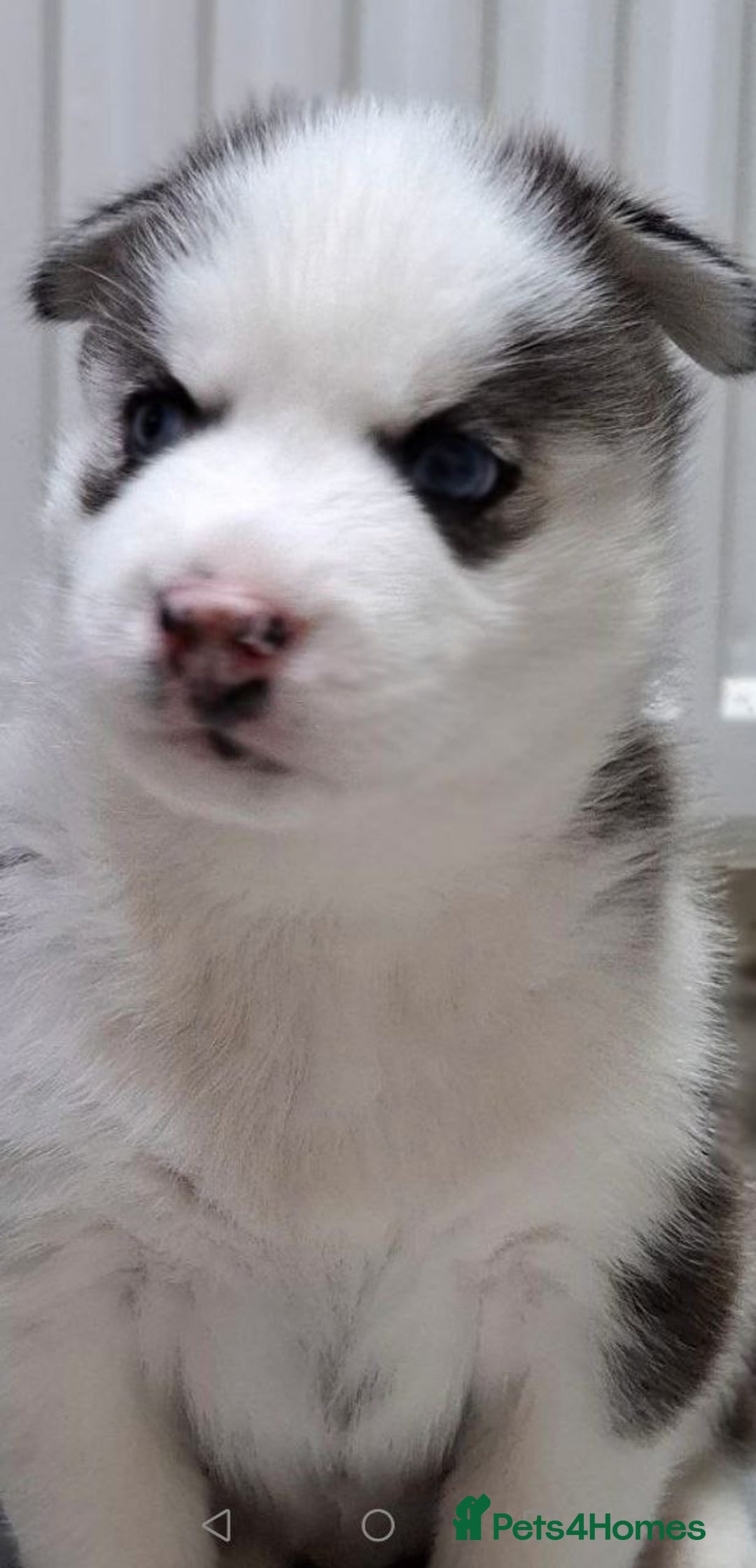 Siberian Husky dogs for sale: Siberian Huskies 1 Male 4 Female - Advert 17
