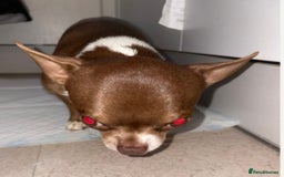 Chihuahua dogs for sale: 🐶 xxs Stunning pure chihuahua pups 🐶 - Image 8