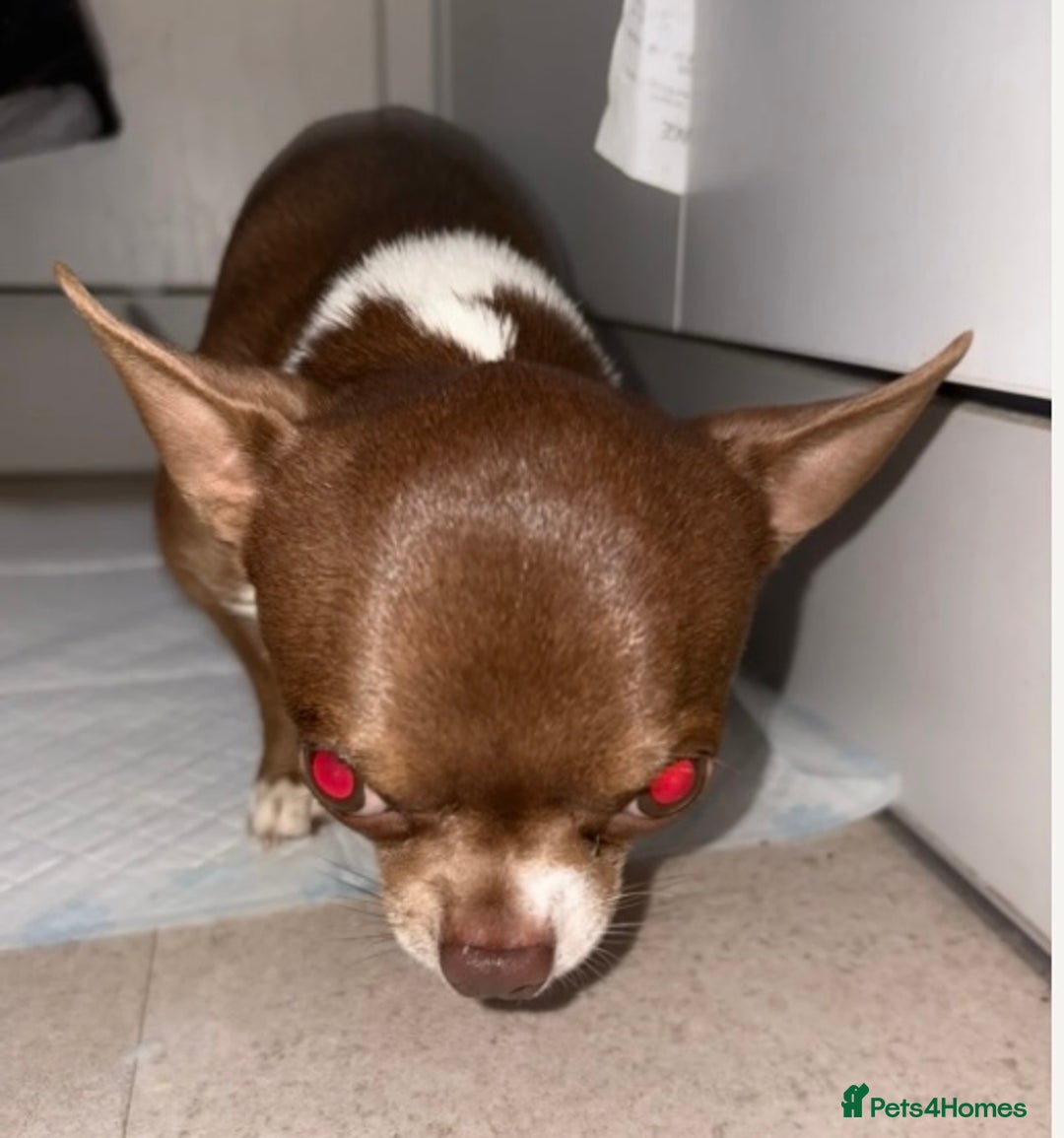 Chihuahua dogs for sale: 🐶 xxs Stunning pure chihuahua pups 🐶 - Image 8