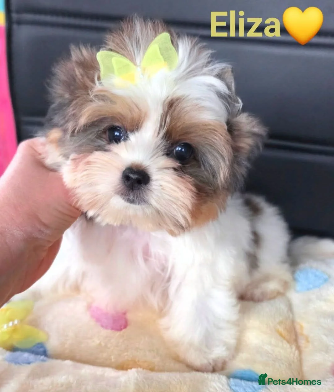 Biewer Terrier dogs for sale: Beautiful Tiny Biewer Yorkshire  Female – 8 Months in Rugby - Advert 2
