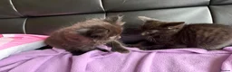 Maine Coon cats for sale: Maincoon X BSH kittens - Advert 3
