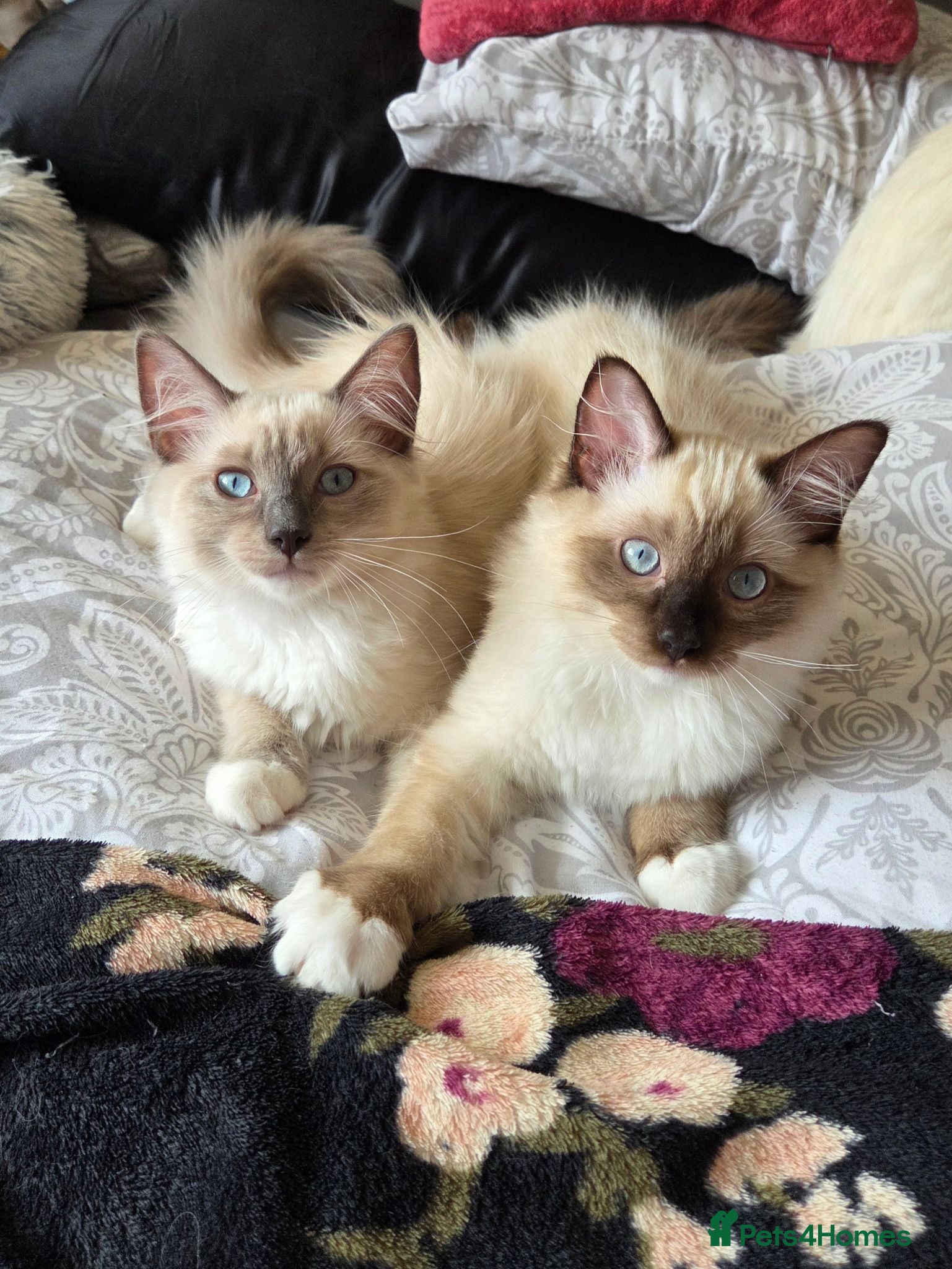 Ragdoll cats Purebred Ragdoll Kittens  - Advert 2