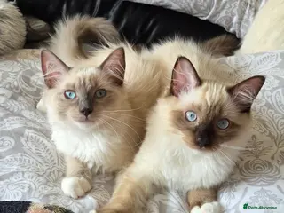 Ragdoll cats Purebred Ragdoll Kittens - Advert 6