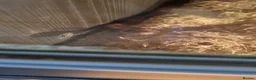 Corn Snake reptiles for sale: Corn snake for rehoming in Darlington - Advert 3