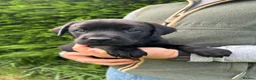 Labrador Retriever dogs for sale: KC Black Labrador puppy's  - Advert 6