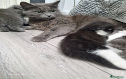 British Longhair cats for sale: Kittens - Image 5