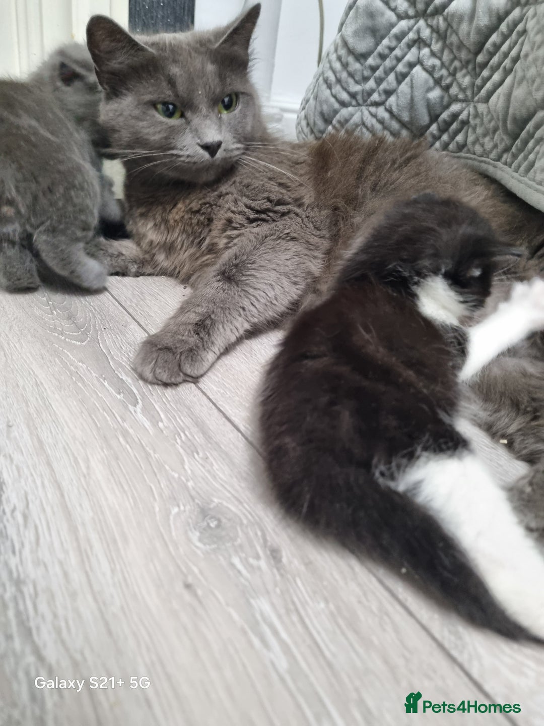 British Longhair cats for sale: Kittens - Image 5