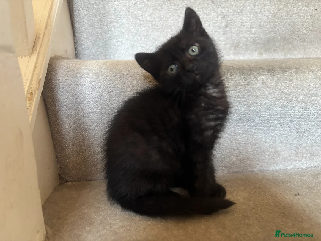 Mixed Breed cats for sale: Cute Boy Kitten in Dagenham - Advert 1