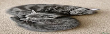 Mixed Breed 4