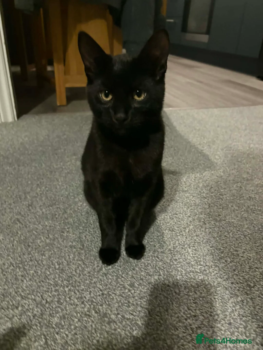 Bombay cats for sale: Black Female kitten  in Newton Abbot - Advert 5