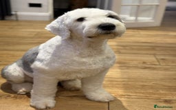 Old English Sheepdog dogs for sale: Pedigree KC registered Old English Sheepdog pups - Image 1