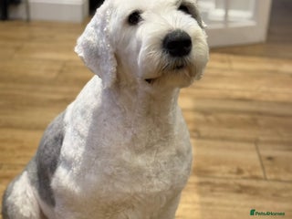 Old English Sheepdog dogs - Advert 2