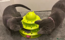 Russian Blue cats for sale: Russian Blue Kittens - Image 17