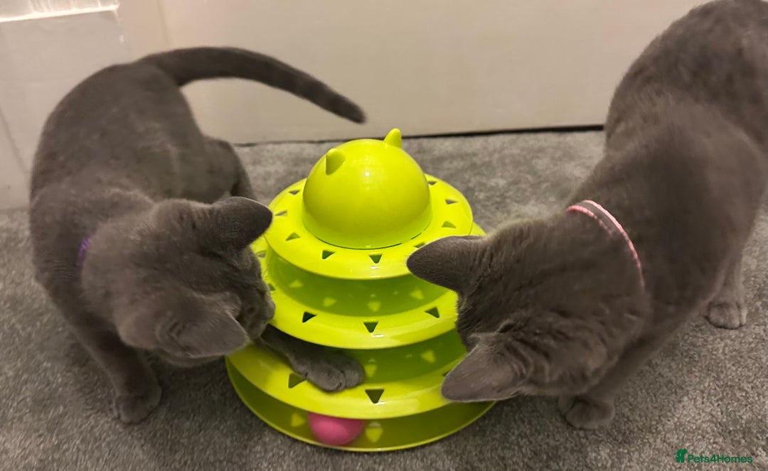 Russian Blue cats for sale: Russian Blue Kittens - Image 17